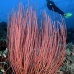 whip_sea_l_gll_v_0067_kom0075.jpg